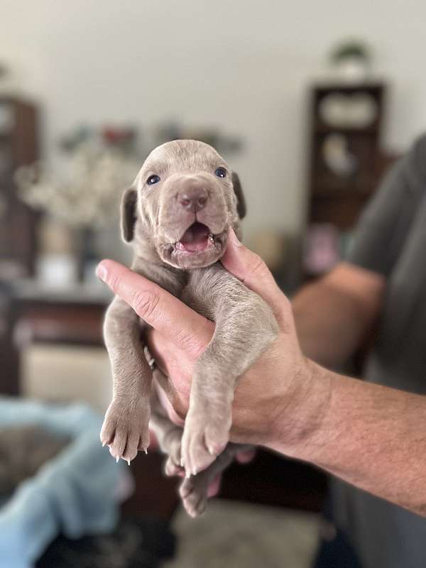 large-gray-silver-puppy