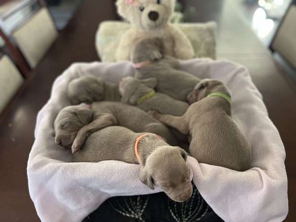 gray-silver-puppy