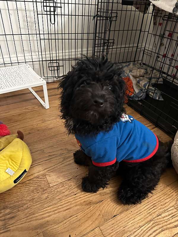 male-black-curly-haired-shih-poo