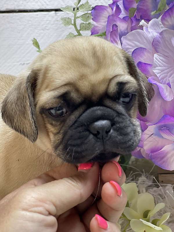 up-to-date-shots-puggle