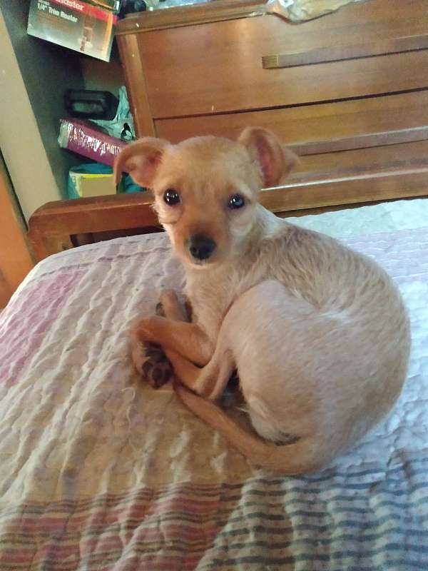 short-haired-chihuahua