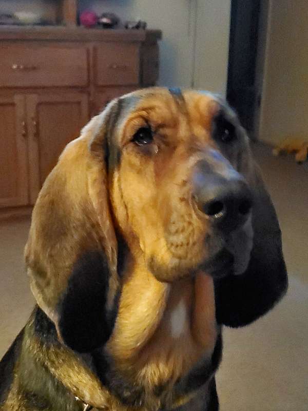 female-black-tan-single-coated-bloodhound