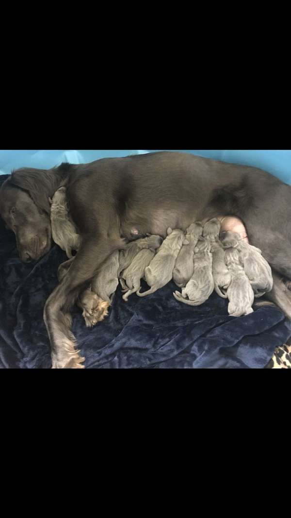 blue-gray-mixed-weimaraner