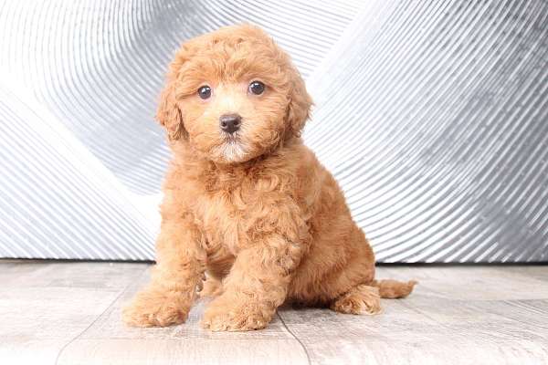 red-small-shih-poo