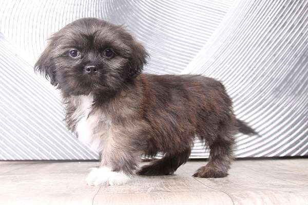 brown-shih-tzu