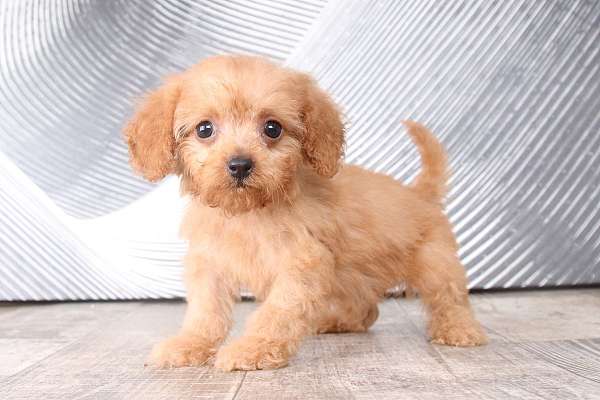 toy-red-cavapoo