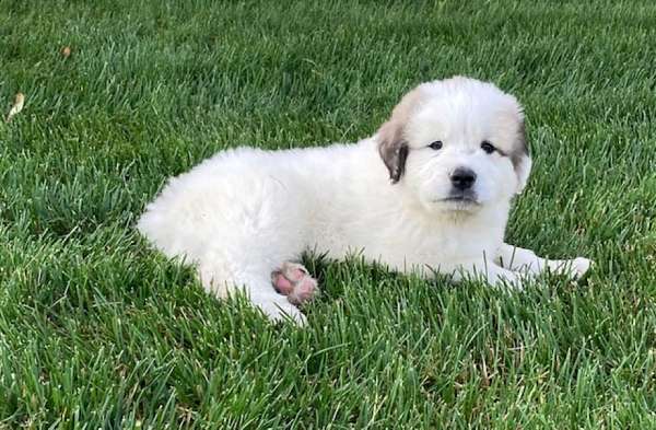 long-haired-great-pyrenees
