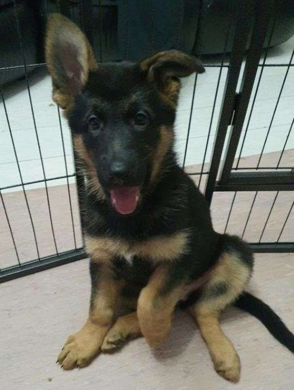 mixed-german-shepherd-dog