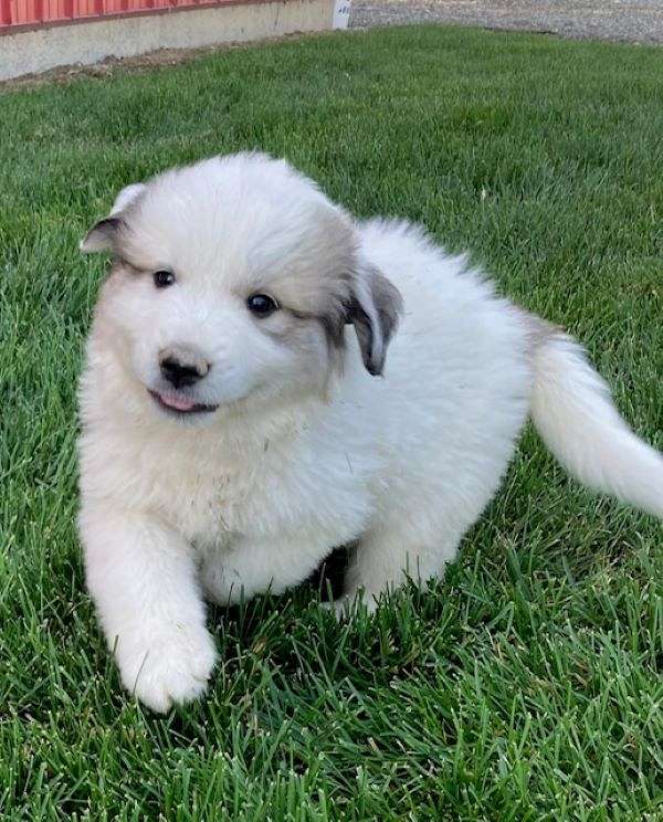 male-great-pyrenees-dog
