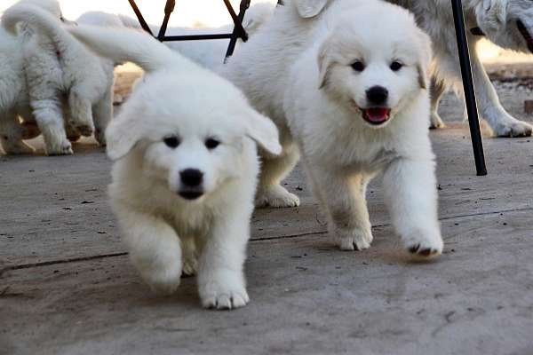 double-coated-great-pyrenees