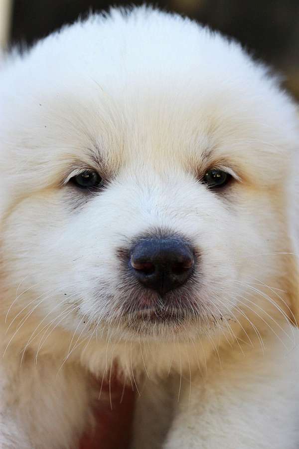 double-coated-female-great-pyrenees