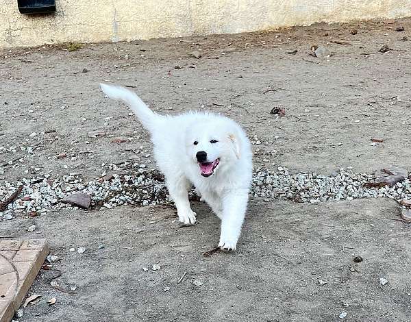 double-coated-female-dog