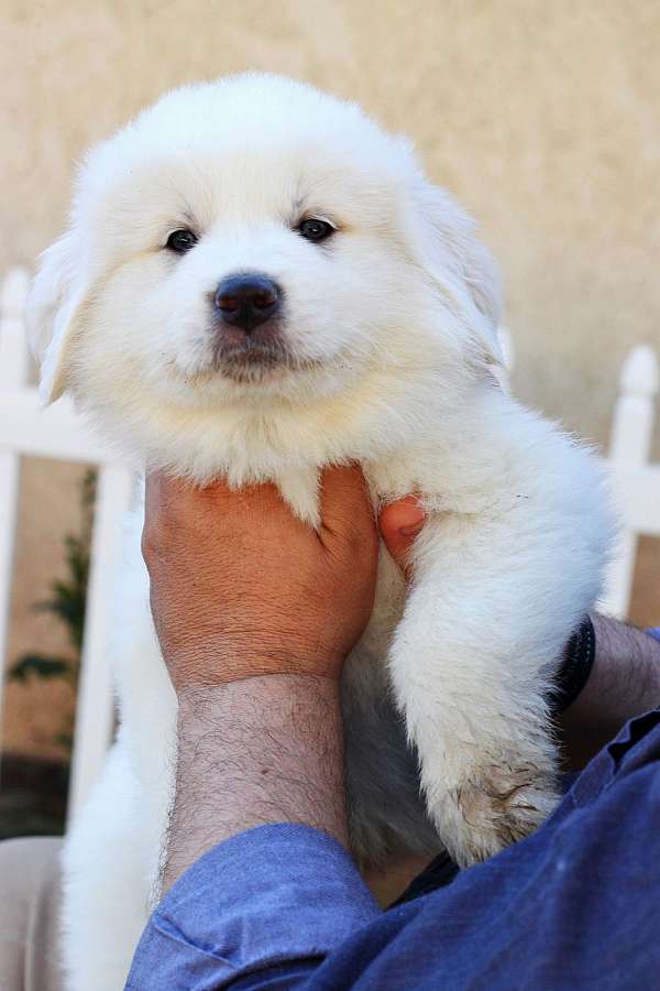 female-great-pyrenees-dog