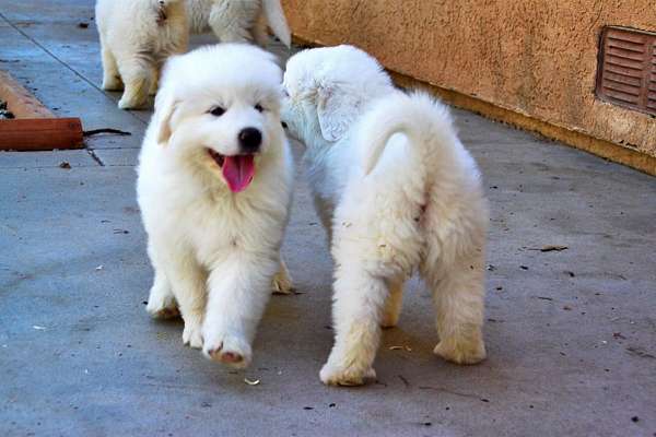 female-great-pyrenees