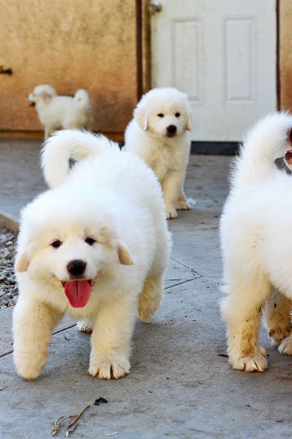 double-coated-great-pyrenees-dog