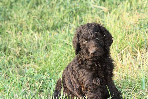 female-brown-curly-haired-standard-poodle