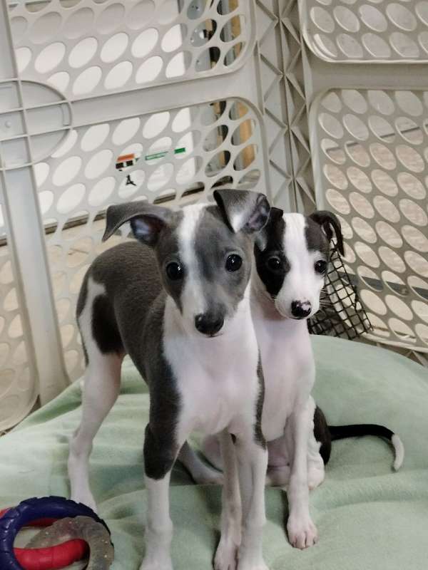 Quaility Italian Greyhound