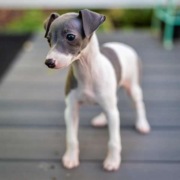 italian-greyhound-puppy-for-sale