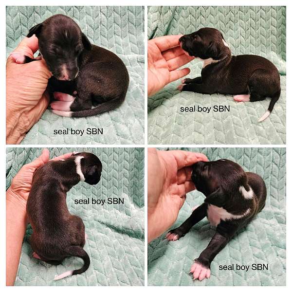 italian-greyhound-puppy-for-sale