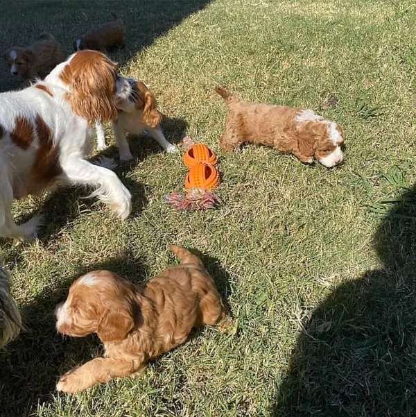 mixed-cavapoo-dog