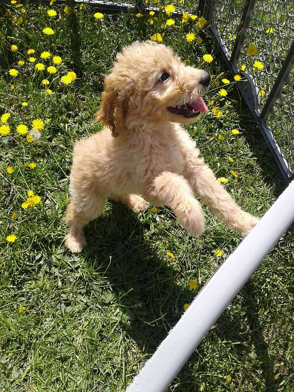 male-goldendoodle-dog