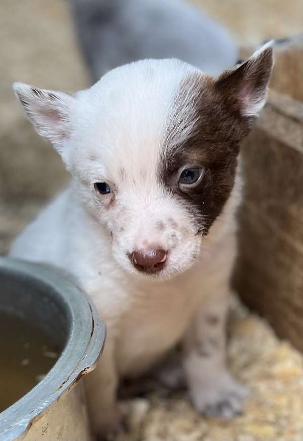 chocolate-white-australian-cattle