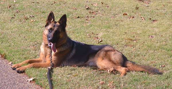 german-shepherd