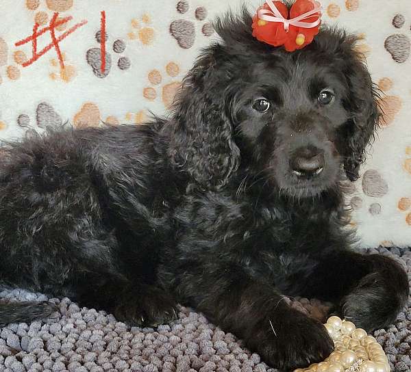 curly-haired-goldendoodle