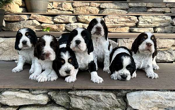 mixed-english-springer-spaniel-dog