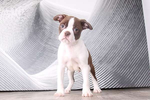 red-white-medium-boston-terrier