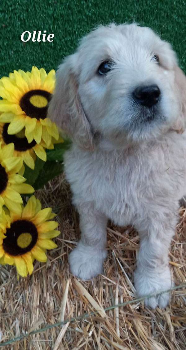 male-cream-medium-haired-goldendoodle