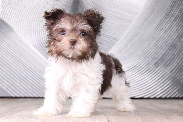 brown-toy-havanese