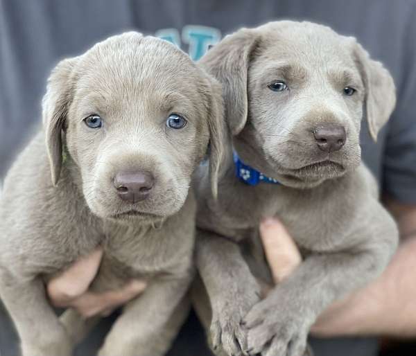 male-labrador-retriever-dog