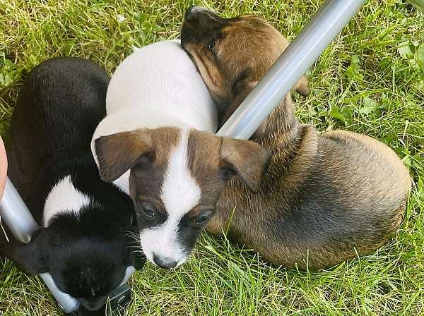 mixed-jack-rat-terrier-dog