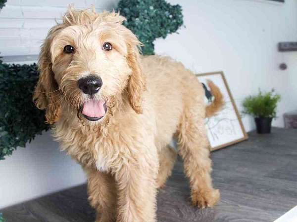 male-goldendoodle-puppy