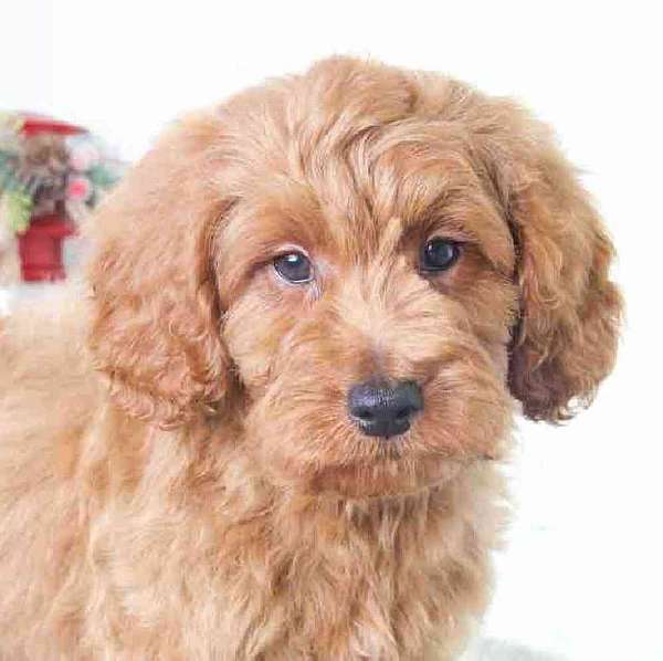 male-miniature-goldendoodle-dog