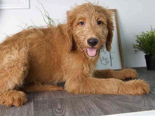 male-goldendoodle-puppy