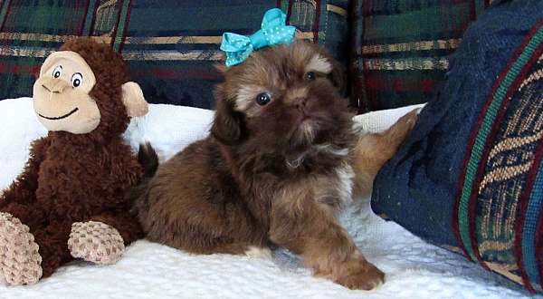 brown-white-standard-puppy