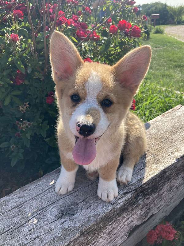 male-pembroke-welsh-corgi-dog