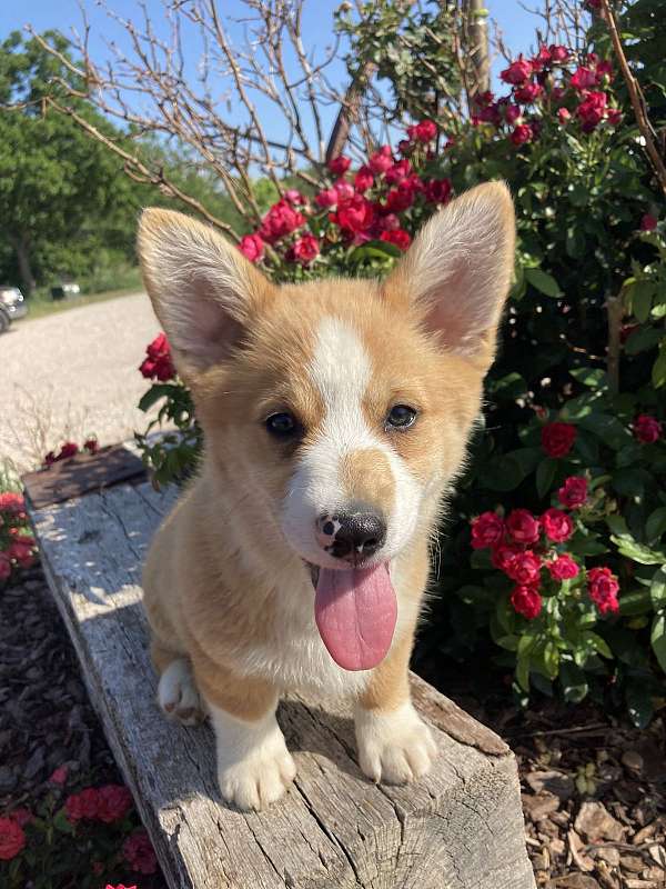 male-pembroke-welsh-corgi