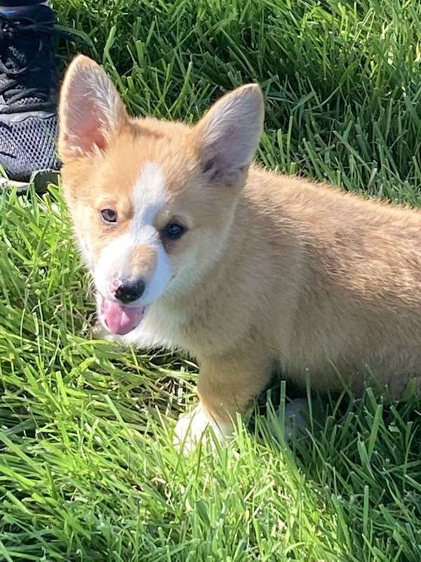 pembroke-welsh-corgi