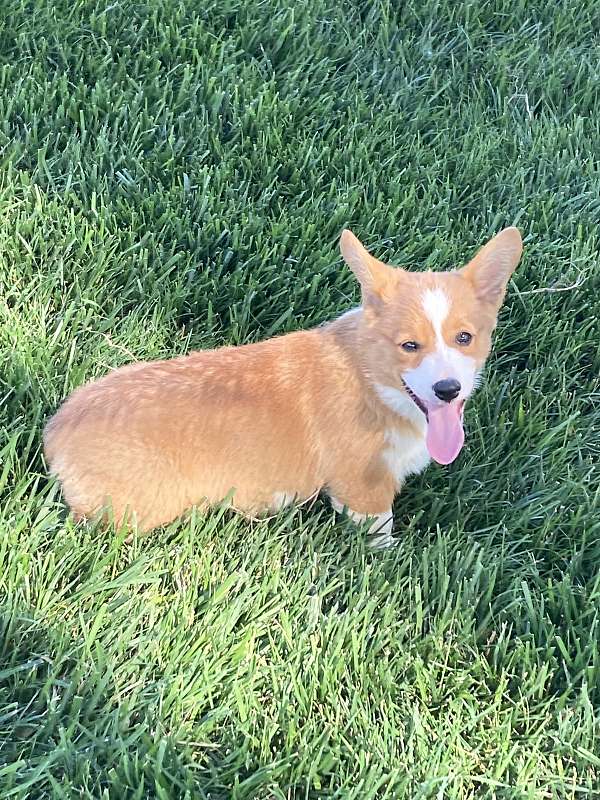 pembroke-welsh-corgi-dog-for-sale