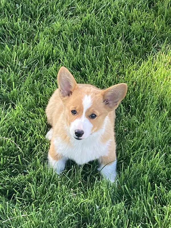 pembroke-welsh-corgi-dog