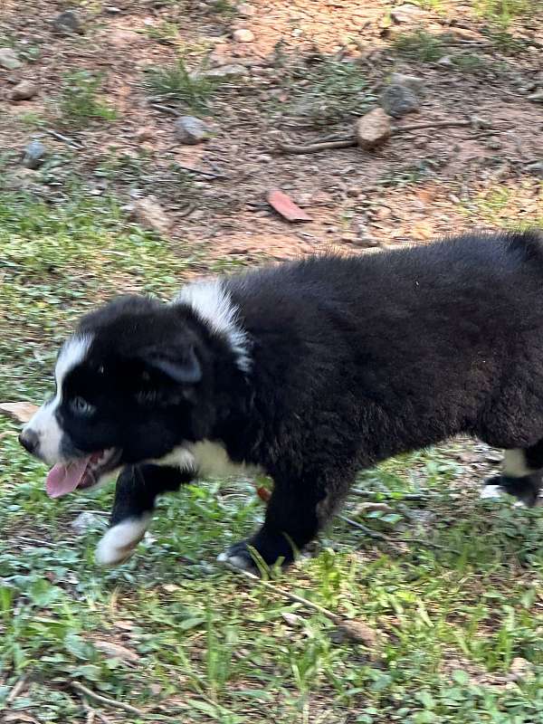 medium-haired-australian-shepherd