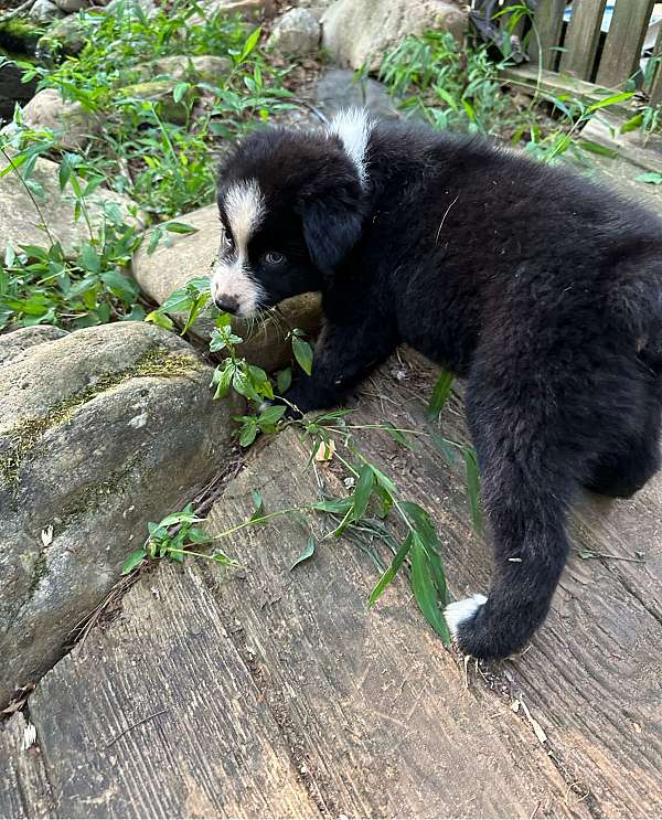 medium-haired-australian-shepherd