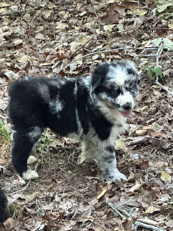 medium-haired-australian-shepherd