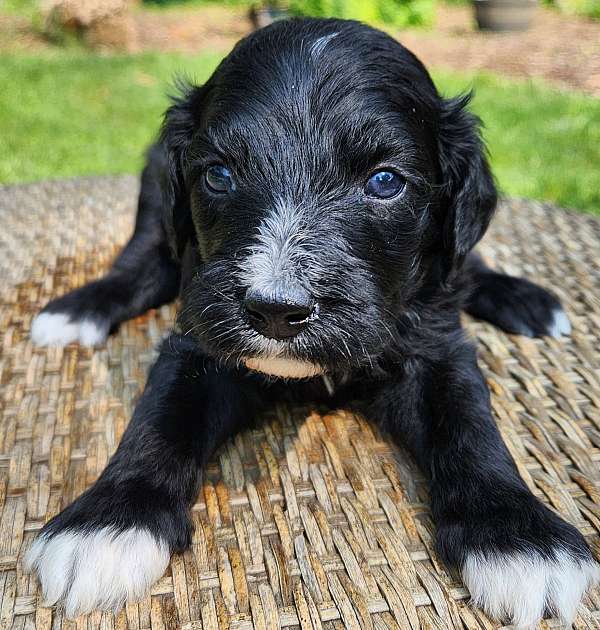 medium-black-silver-puppy