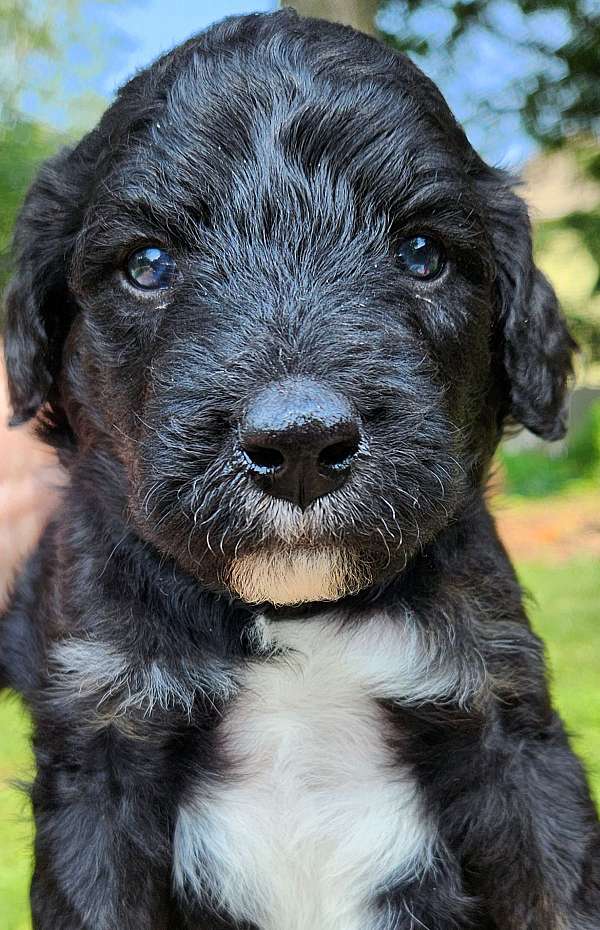 tri-colored-male-aussiedoodle