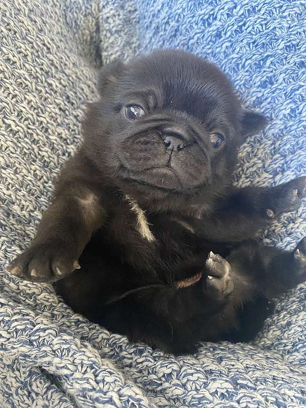 male-pug-dog