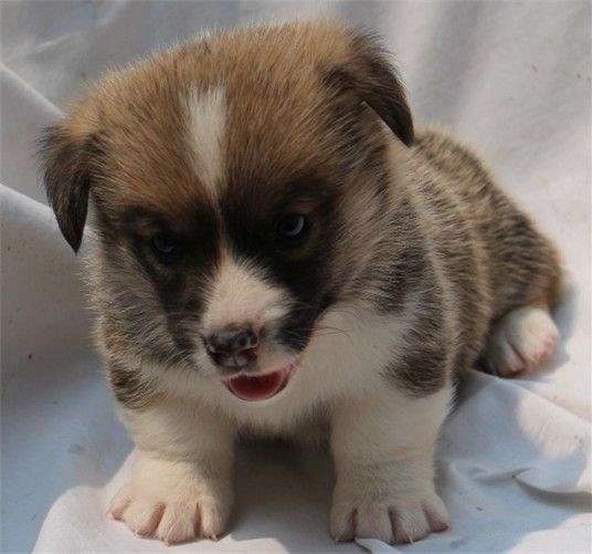 double-coated-pembroke-welsh-corgi